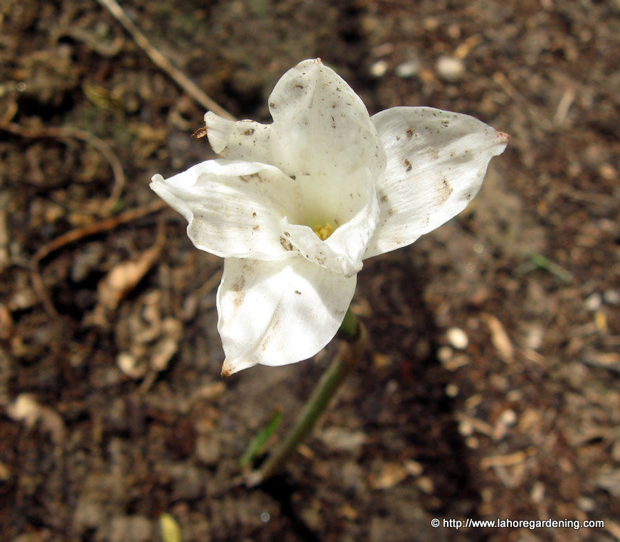 Zephyranthes drummondii