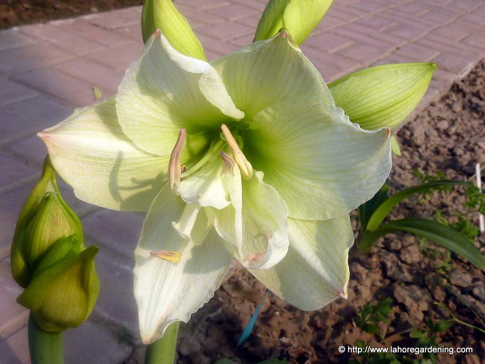 amaryllis hippeastrum lime