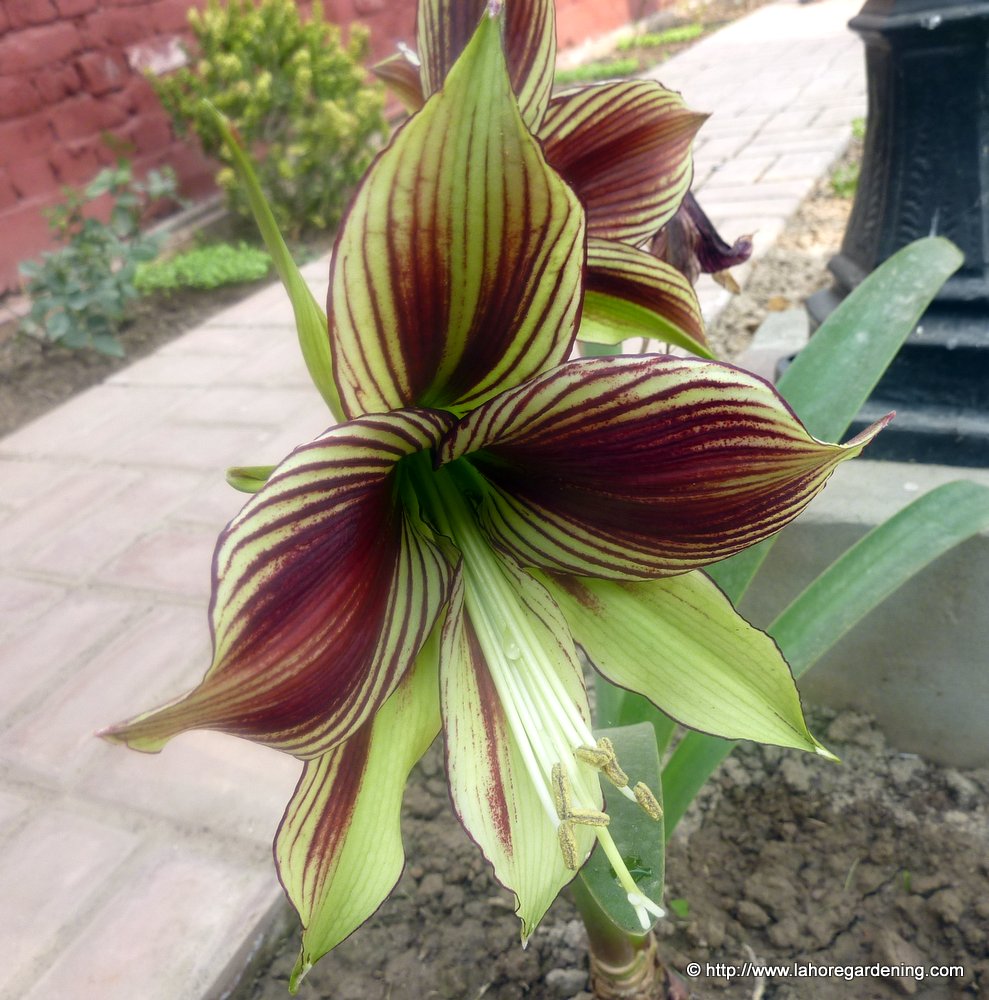 amaryllis papilio