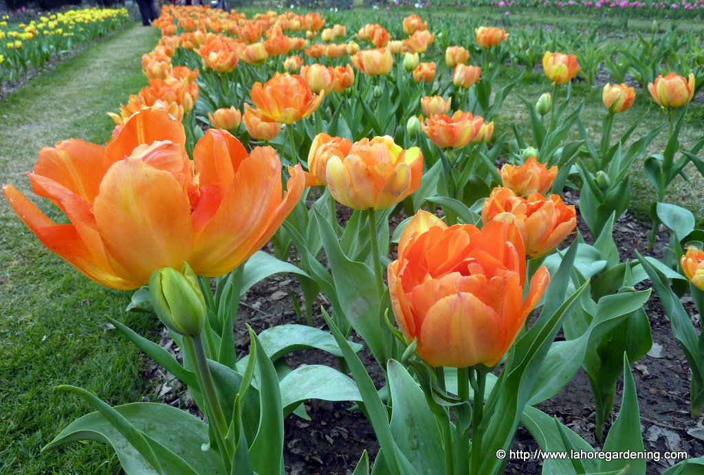 tulipa monte