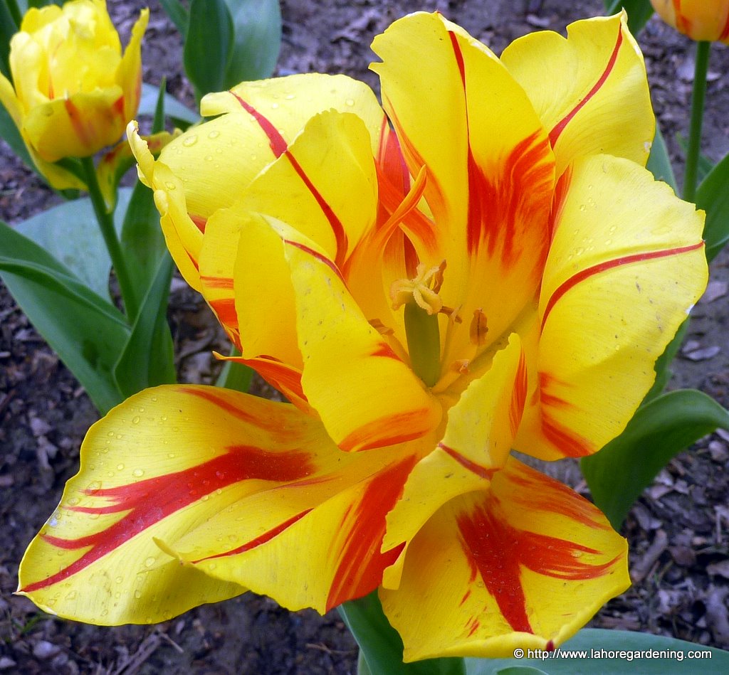 tulipa monsella closeup