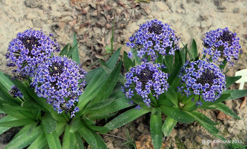 Scilla peruviana