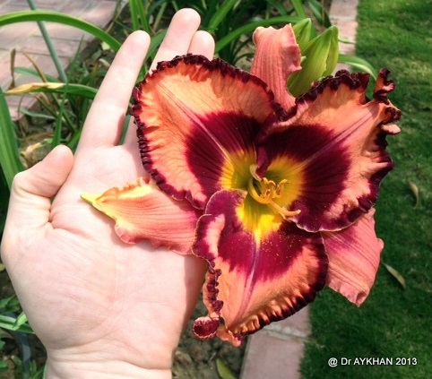 frilled daylily