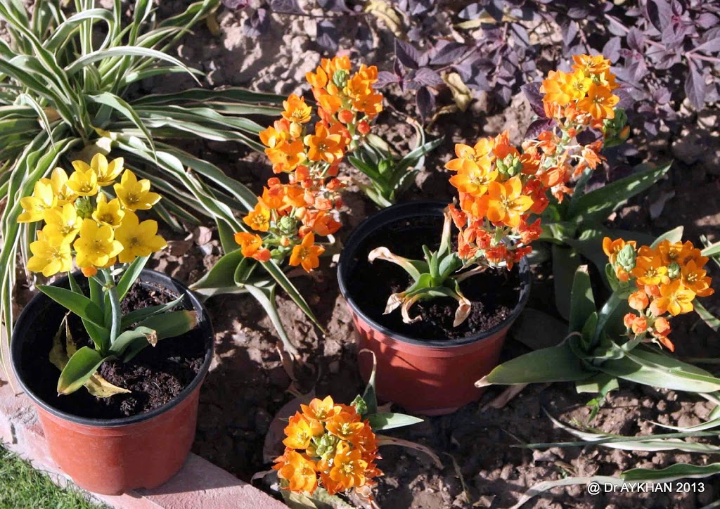 Ornithogalum dubium