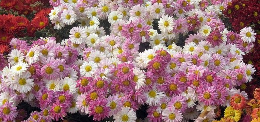 Chrysanthemum flower show