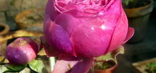 pomponella fairy tale rose