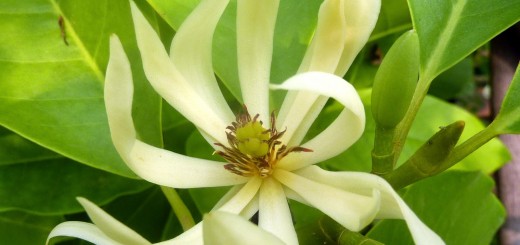 magnolia alba